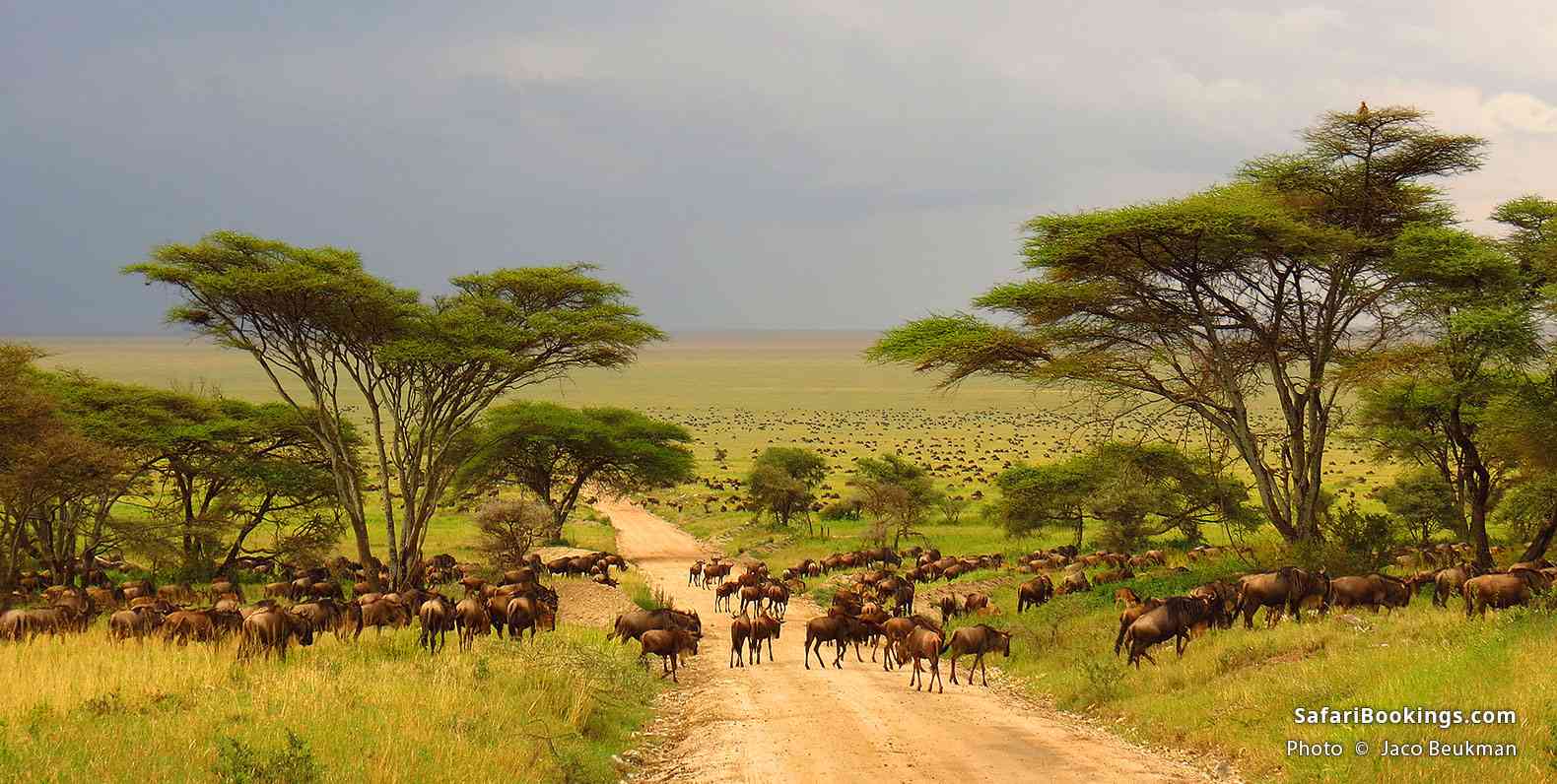 Wildlife Safari in Kenya